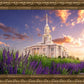 Payson Temple Blooming Lavender