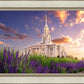 Payson Temple Blooming Lavender