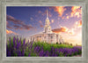 Payson Temple Blooming Lavender