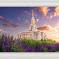 Payson Temple Blooming Lavender