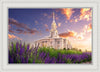 Payson Temple Blooming Lavender