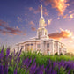 Payson Temple Blooming Lavender