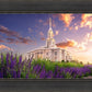 Payson Temple Blooming Lavender