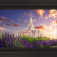 Payson Temple Blooming Lavender