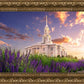 Payson Temple Blooming Lavender