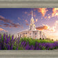 Payson Temple Blooming Lavender