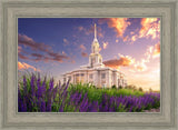 Payson Temple Blooming Lavender