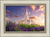 Payson Temple Blooming Lavender