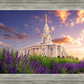 Payson Temple Blooming Lavender