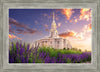 Payson Temple Blooming Lavender