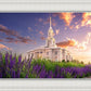 Payson Temple Blooming Lavender