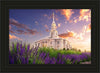 Payson Temple Blooming Lavender