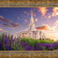 Payson Temple Blooming Lavender