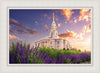 Payson Temple Blooming Lavender