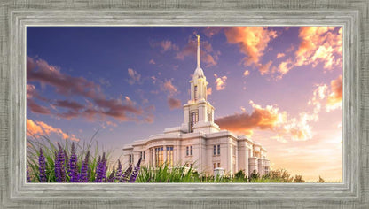 Payson Temple Blooming Lavender