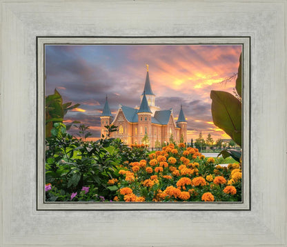 Provo City Center Temple Orange Flowers