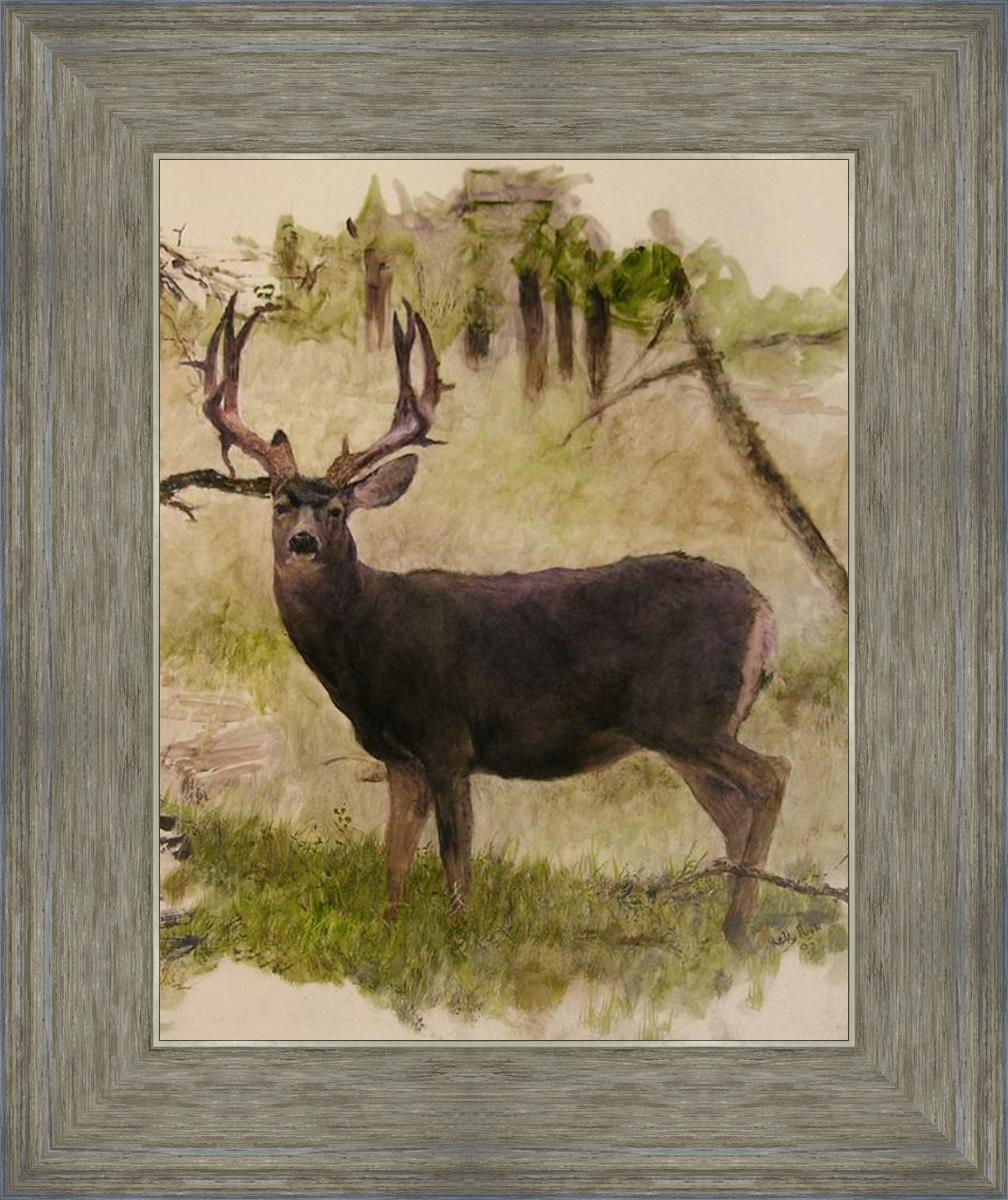 Mule Deer