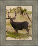 Mule Deer