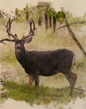 Mule Deer