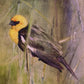 Yellow Headed Black Bird