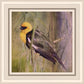 Yellow Headed Black Bird