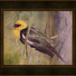 Yellow Headed Black Bird