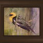 Yellow Headed Black Bird