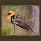 Yellow Headed Black Bird