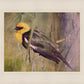 Yellow Headed Black Bird