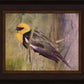 Yellow Headed Black Bird