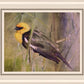 Yellow Headed Black Bird