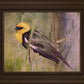 Yellow Headed Black Bird