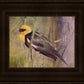 Yellow Headed Black Bird