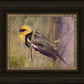 Yellow Headed Black Bird