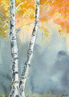 Aspen Fog