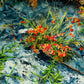 Cascade Flowers