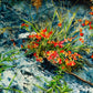 Cascade Flowers