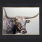 Longhorn