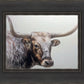 Longhorn