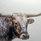 Longhorn