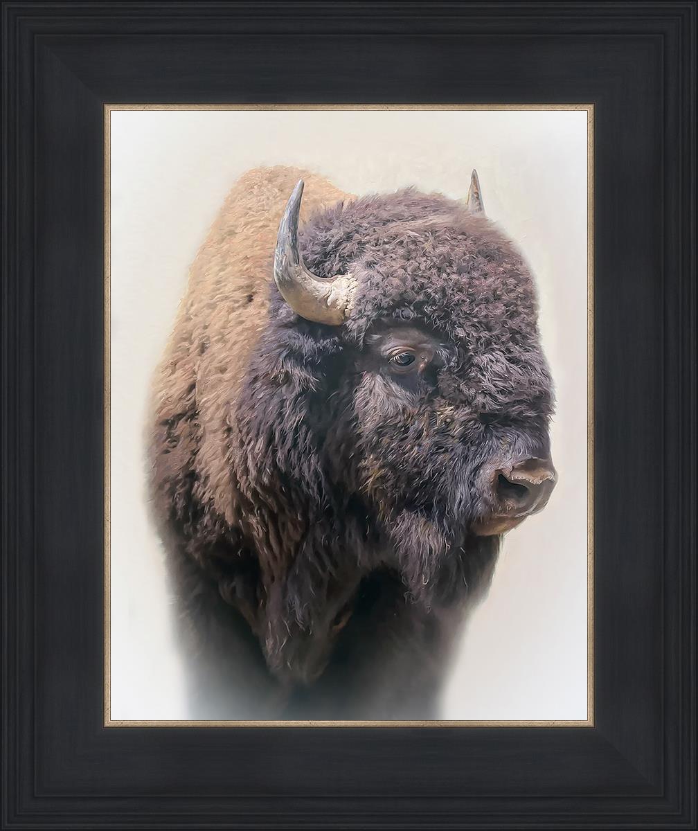 Bison