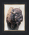 Bison