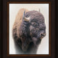 Bison