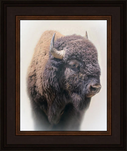 Bison