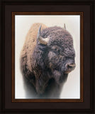 Bison