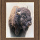 Bison