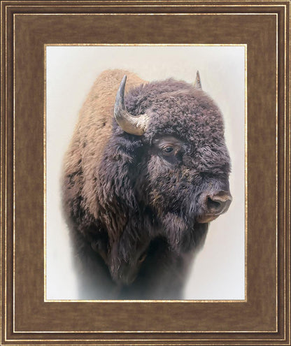 Bison