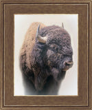 Bison