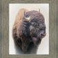 Bison