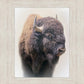 Bison